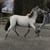 Horse ad