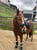Horse ad