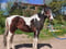 Horse ad