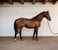 Annuncio cavallo