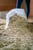 Horse ad
