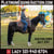 Horse ad