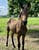 Horse ad