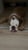 Horse ad