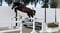 Horse ad
