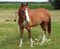 Horse ad