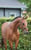 Annuncio cavallo