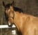 Horse ad