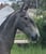 Horse ad