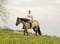 Pferdeinserat