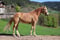 Horse ad