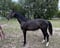 Horse ad
