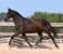 Annuncio cavallo