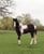 Horse ad