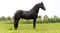 Horse ad
