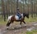 Horse ad