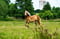 Horse ad