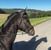 Horse ad