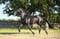 Annuncio cavallo
