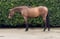 Horse ad
