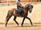 Horse ad