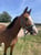 Horse ad