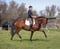Annonce cheval