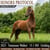 Paardadvertentie