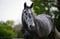 Annonce cheval