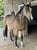 Horse ad