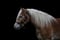 Horse ad