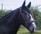 Horse ad
