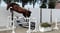Horse ad