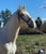 Annuncio cavallo