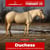 Horse ad