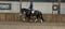 Annuncio cavallo