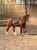 Horse ad