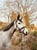 Horse ad