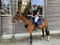 Horse ad
