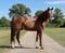 Annonce cheval