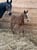 Annuncio cavallo