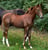 Annuncio cavallo