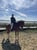 Horse ad