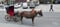 Anuncio de caballos