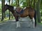Annuncio cavallo
