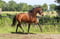 Annuncio cavallo