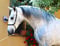 Horse ad