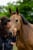 Annonce cheval