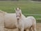 Annuncio cavallo