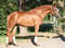 Annuncio cavallo